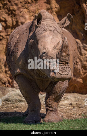 Breitmaulnashorn tatenlos Klippe auf Rasen Stockfoto