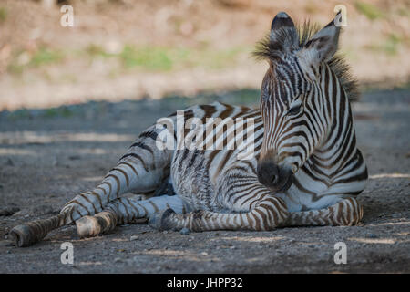 Baby liegend mit erhobenen Hauptes Grevy-zebra Stockfoto