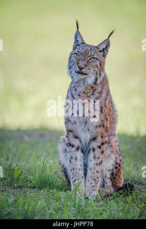 Luchs sitzt auf schattigen Rasen nachschlagen Stockfoto