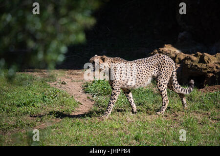 Gepard geht durch Schmutz Pfad im Feld Stockfoto