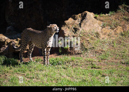 Gepard steht im Bereich Aalen in der Sonne Stockfoto