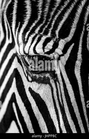 Mono Grevy Zebra starrte in Nahaufnahme Stockfoto