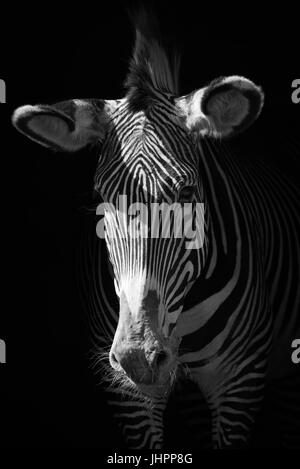 Mono Nahaufnahme Grevy-Zebras in der Dunkelheit Stockfoto