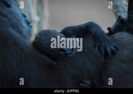 Baby Gorilla in armen Mutter gehalten Stockfoto