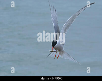 Seeschwalbe, Sterna Hirundo, während des Fluges mit Beute Stockfoto