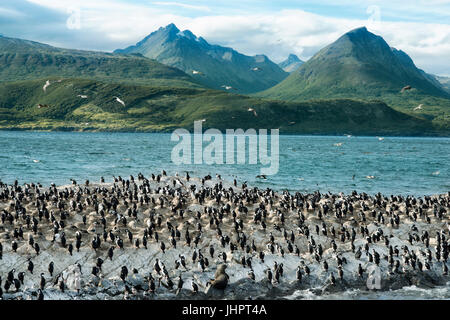 Kolonie von König Kormorane auf Ilha Dos Passaros liegt am Beagle-Kanal, Feuerland, Argentinien Stockfoto