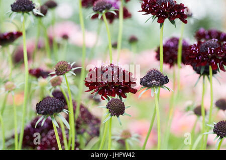 Scabiosa Atropurpurea Black Knight Blumen. Stockfoto