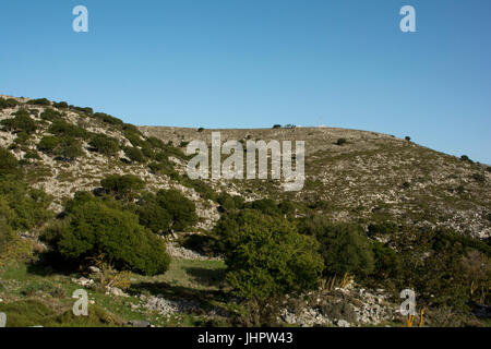 Heiligen Eichen wachsen immer noch auf den Pisten von Lasithi Hochebene bis zu dem Nisimos-Plateau. Stockfoto