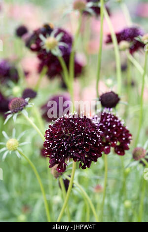 Scabiosa Atropurpurea Black Knight Blumen. Stockfoto