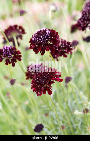 Scabiosa Atropurpurea Black Knight Blumen. Stockfoto