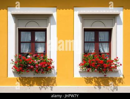 Schöne rote Blüten in geschlossenen Fenstern Stockfoto