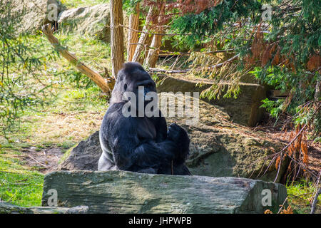 Ein Silberrücken Westlicher Flachlandgorilla. Stockfoto