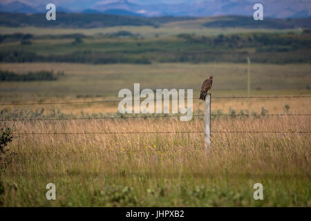 Eine sehr große rot - angebundener Falke sitzt auf dem Zaunpfosten auf der Suche nach Beute am frühen Morgen thront. Stockfoto