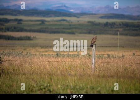 Eine sehr große rot - angebundener Falke sitzt auf dem Zaunpfosten auf der Suche nach Beute am frühen Morgen thront. Stockfoto