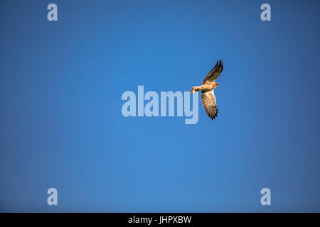 Dieser riesige rot - angebundener Falke schwebt dem blauen Himmel von den Rocky Mountains im ersten Licht auf der Suche nach seiner Mahlzeit am Morgen. Stockfoto