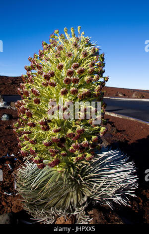 Silversword (Argyroxiphium Sandwicense) auf dem Gipfel des Haleakala auf Maui, Hawaii, USA. Stockfoto