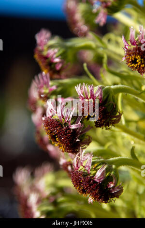 Nahaufnahme von einem Silversword (Argyroxiphium Sandwicense) auf dem Gipfel des Haleakala auf Maui, Hawaii, USA. Stockfoto