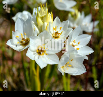 Weiße Lilien im Feld an einem schönen Frühlingstag Stockfoto