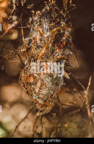 Lila Sunbird, erwachsenes Weibchen im Nest, (Cinnyris Keoaldeo asiaticus), Ghana National Park, Bharatpur, Rajasthan, Indien Stockfoto