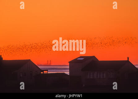 Herbst Herde von Knoten, (Calidris Canutus), bei Sonnenuntergang über dem Waschen, Snettisham RSPB Reservat, Norfolk, Großbritannien Stockfoto