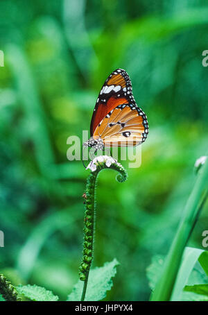 Plain Tiger, Schmetterling, (Danaus chrysippus), an blühenden Pflanze, Keoladeo Ghana National Park, Bharatpur, Rajasthan, Indien Stockfoto