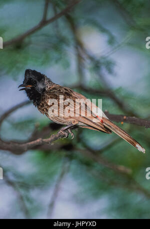 Red-vented Bulbul, (red-vented bulbul (Pycnonotus cafer Bengalensis), Keoladeo Ghana National Park, Bharatpur, Rajasthan, Indien Stockfoto