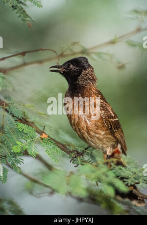 Red-vented Bulbul, (red-vented bulbul (Pycnonotus cafer Bengalensis), Keoladeo Ghana National Park, Bharatpur, Rajasthan, Indien Stockfoto