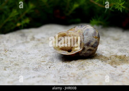 Schnecke auf es liegend ist zurück auf ein Rohstein mit dunkelgrünem Laub im Hintergrund Stockfoto