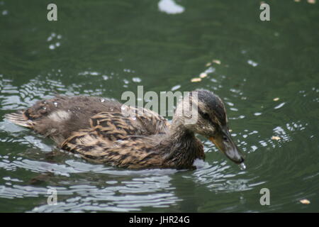 Entlein, Ente, Nahaufnahme von Baby Ente im Wasser, einsame Entlein, Entlein, Baby Ente Ente im Wasser, junge Ente, Stockente Entlein, Stockente, Stockfoto