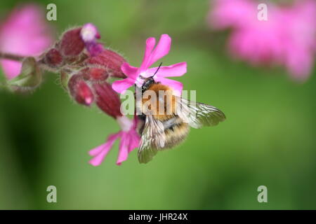 Braun gebändert Carder Bee, Bombus humilis Stockfoto