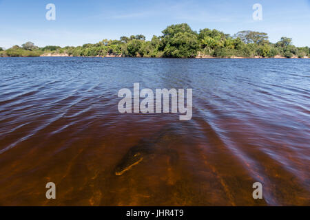 Ein Kaiman unter Wasser auf einem Fluss, Pantanal Stockfoto