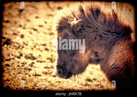 Shetland-pony Stockfoto