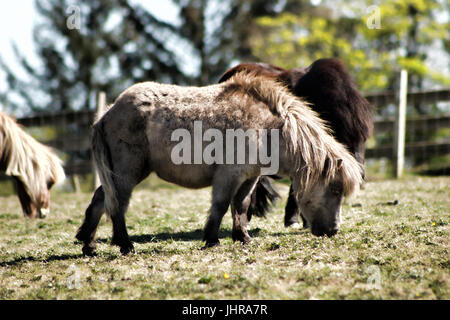 Shetland-pony Stockfoto