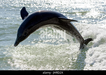 Der große Tümmler (Tursiops truncatus), der in der Nähe von Marco Island, Florida, USA, durchbrechend ist Stockfoto