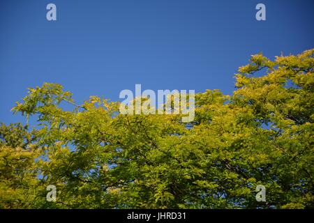 Impressionen aus der Umgebung der Zitadelle Spandau in Berlin am 1. Juli 2015, Deutschland Stockfoto