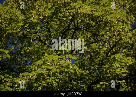 Impressionen aus der Umgebung der Zitadelle Spandau in Berlin am 1. Juli 2015, Deutschland Stockfoto