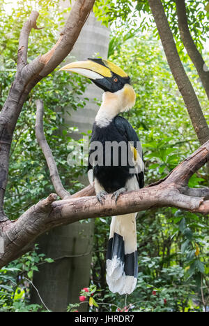 Großes Hornbill im Regenwald Stockfoto