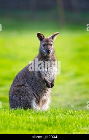 Red-necked oder Bennett Wallaby (Macropus Rufogriseus), Gefangenschaft Erwachsenen, West Sussex, UK. Stockfoto