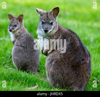 Red-necked oder Bennett Wallaby (Macropus Rufogriseus), gefangen Erwachsenfrau mit Joey, West Sussex, UK. Stockfoto