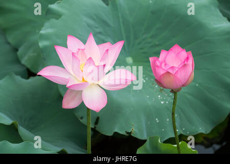 Lotusblüte im Teich Stockfoto