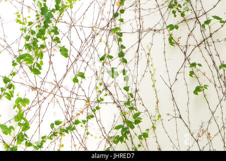 Efeublätter isoliert auf weißem Hintergrund Stockfoto