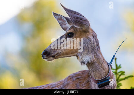 Schwarzwild mit GPS-tracking-Kragen Stockfoto