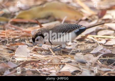 Doppel-verjährt Finch, Taeniopygia Bichenovii Adels Grove, Queensland, Australien Stockfoto