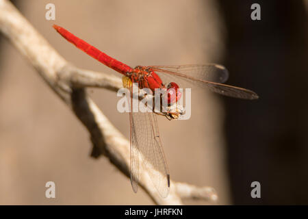 Scharlachrote Percher, Diplacodes Haematodes am Boodjamulla NP Stockfoto