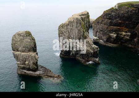 Am frühen Morgen bei Elegug Stapel Stapel rock Castlemartin Pembrokeshire Wales Cymry UK GB Stockfoto