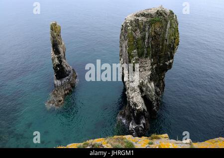 Am frühen Morgen bei Elegug Stapel Stapel rock Castlemartin Pembrokeshire Wales Cymry UK GB Stockfoto