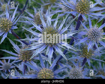 Meer-Holly Eryngium Tripartitum Blumen im Garten Grenze Stockfoto