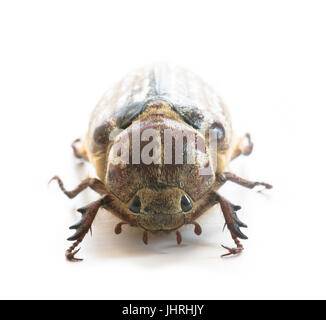 Weibliche Polyphylla fullo Stockfoto