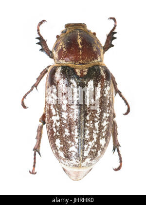 Weibliche Polyphylla fullo Stockfoto