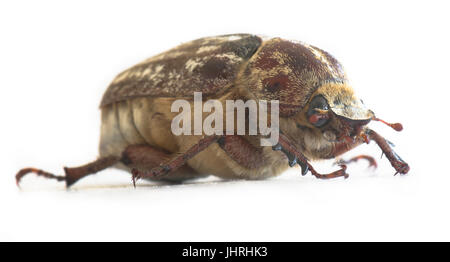 Weibliche Polyphylla fullo Stockfoto